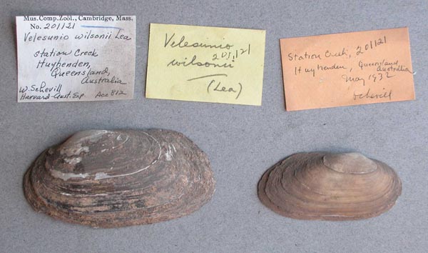 specimen