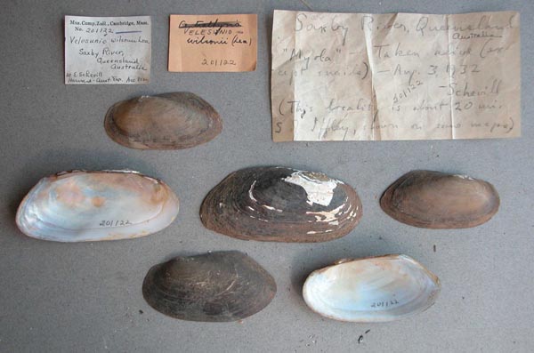 specimen