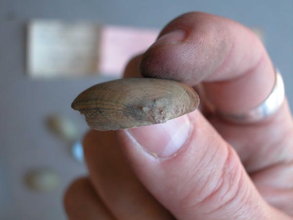specimen