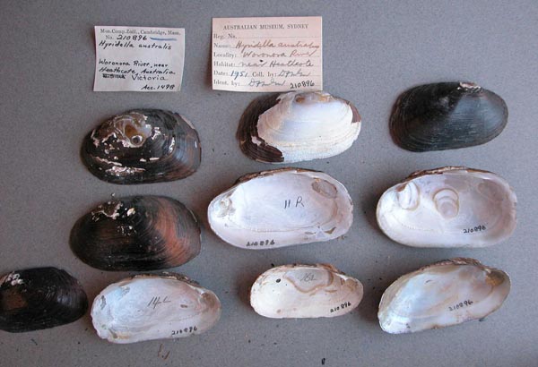 specimen