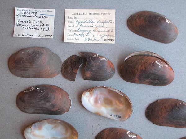 specimen