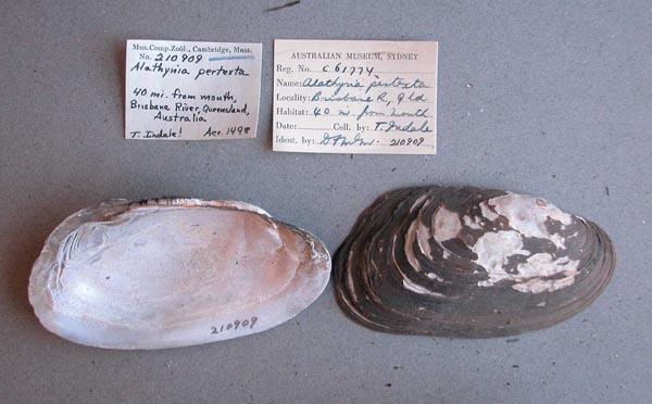 specimen