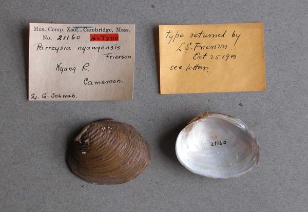 specimen