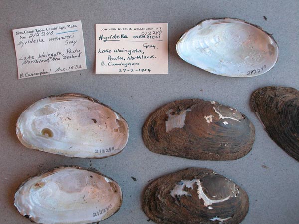specimen
