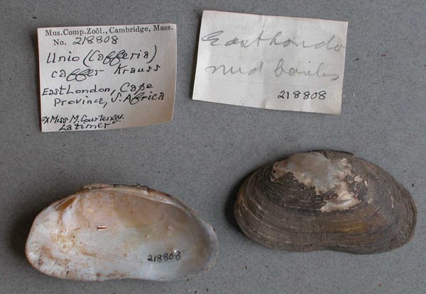specimen