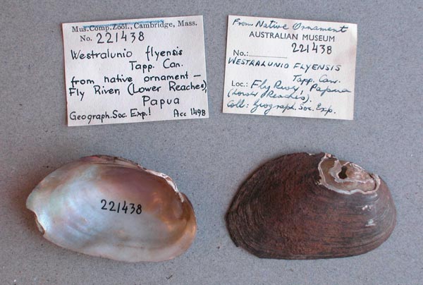 specimen