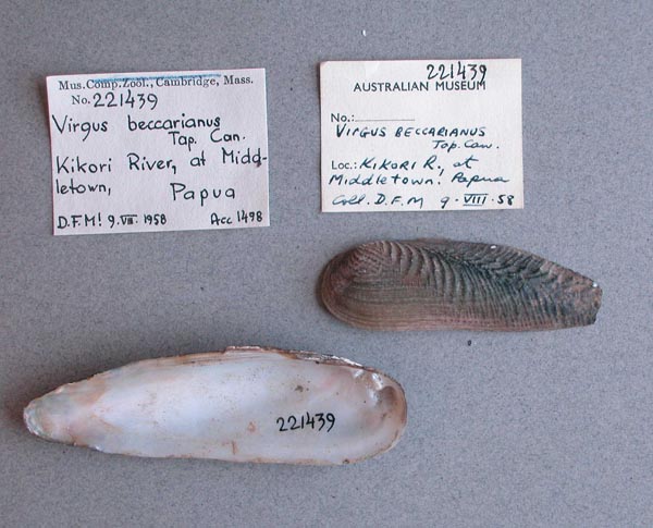specimen