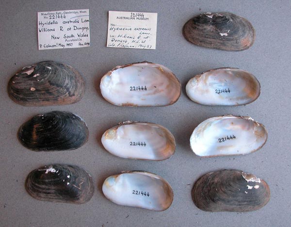 specimen