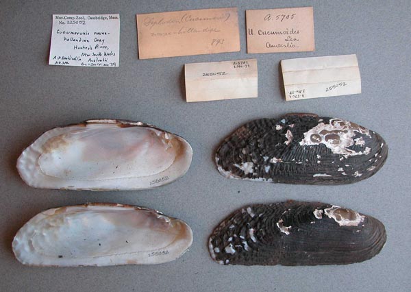 specimen