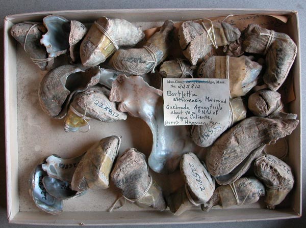 specimen