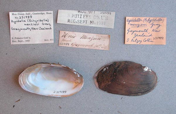 specimen