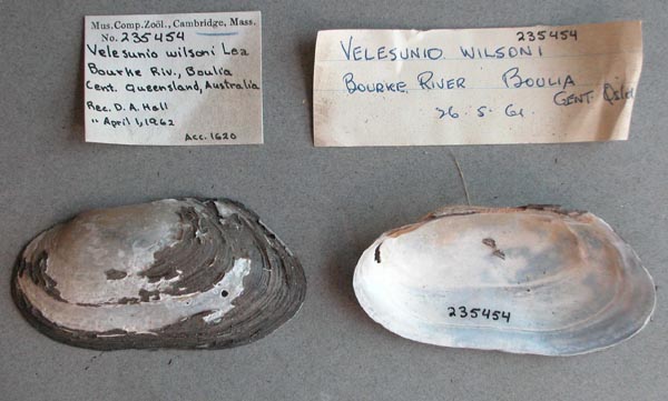 specimen