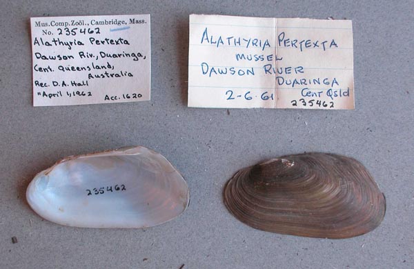 specimen