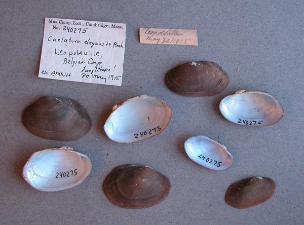 image of lot MCZ_240275 image of lot MCZ_240275