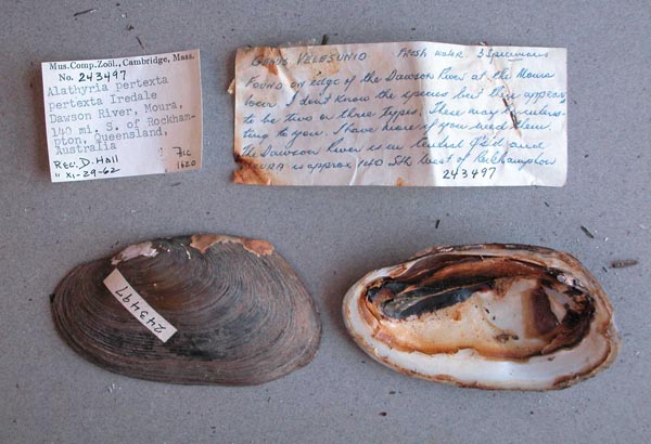 specimen