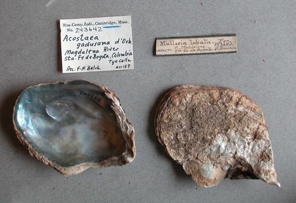 specimen