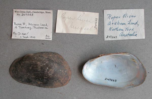 specimen
