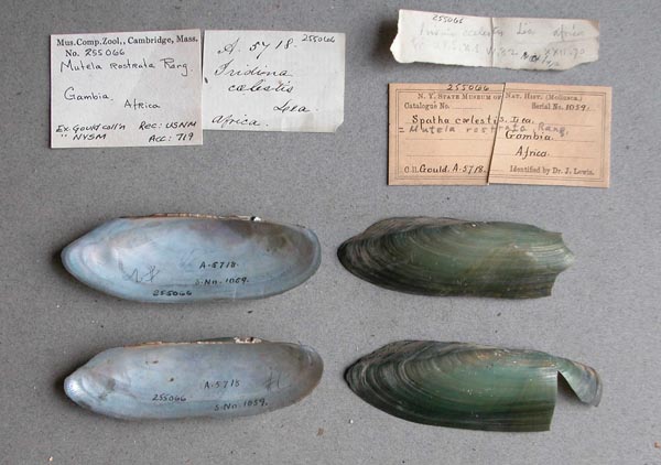 specimen