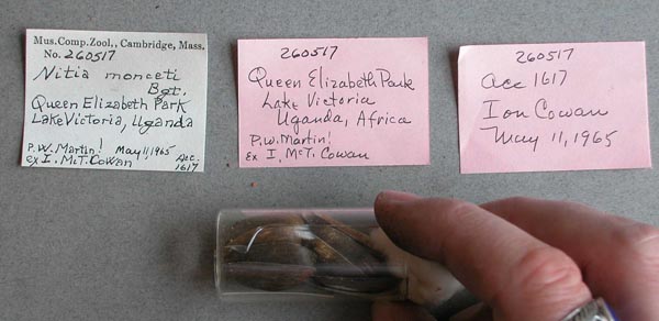 specimen