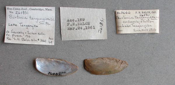 specimen