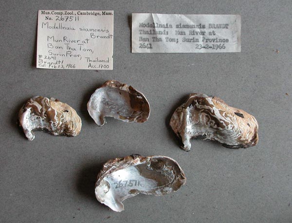 specimen