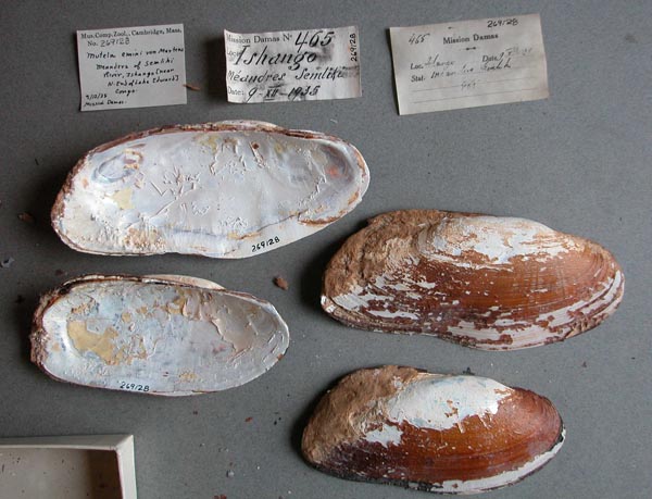 specimen