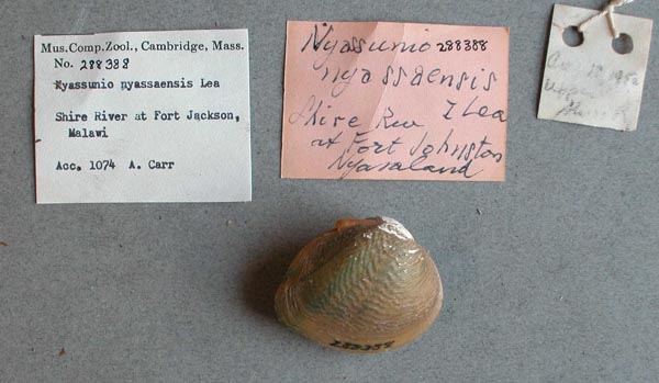 specimen