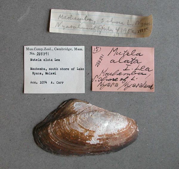specimen
