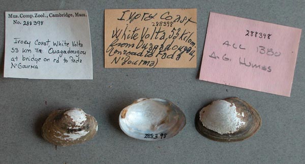 specimen