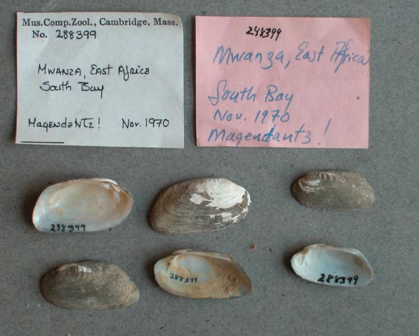 specimen