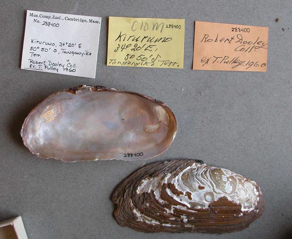 specimen
