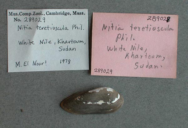 specimen