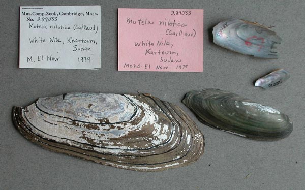 specimen