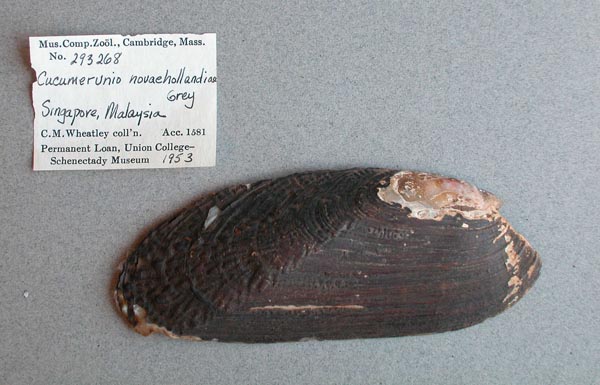 specimen