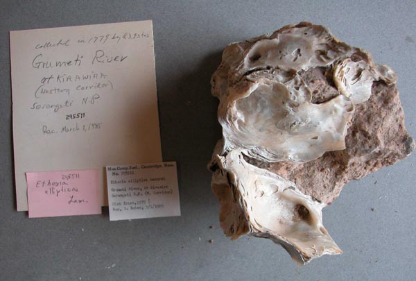 specimen