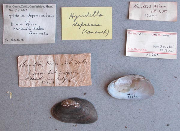 specimen
