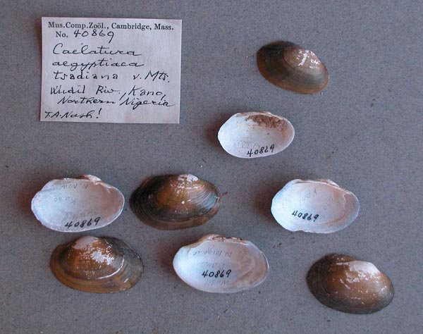 specimen