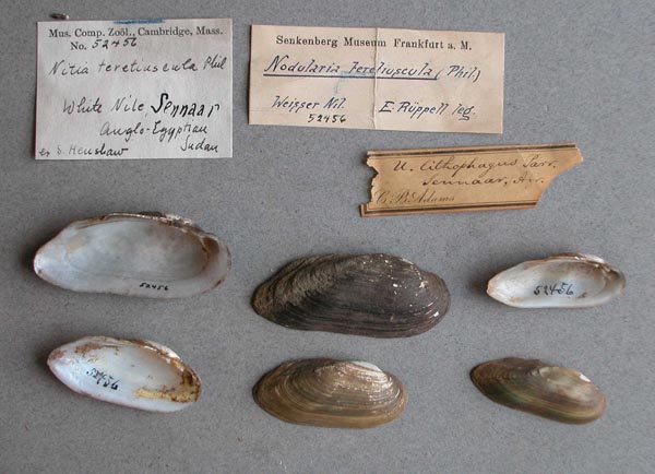 specimen