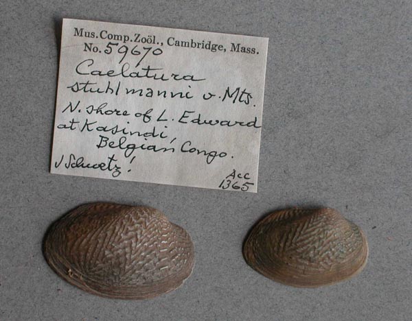 specimen