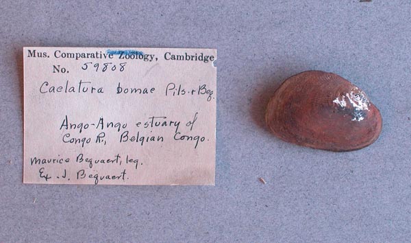 specimen