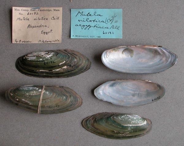 specimen