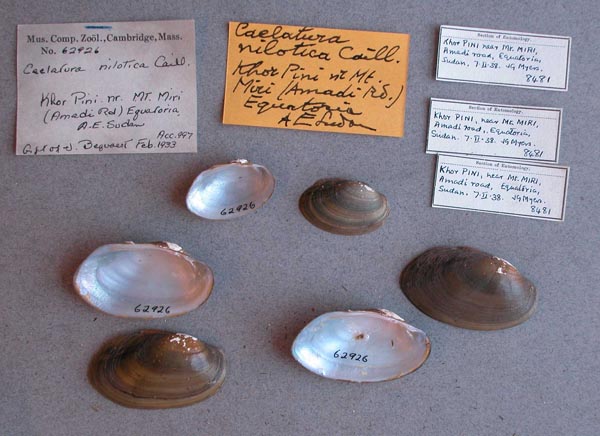 specimen