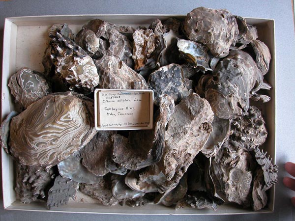 specimen