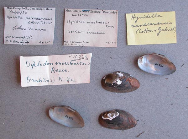 specimen