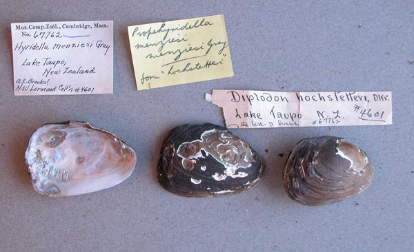 specimen