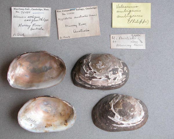 specimen