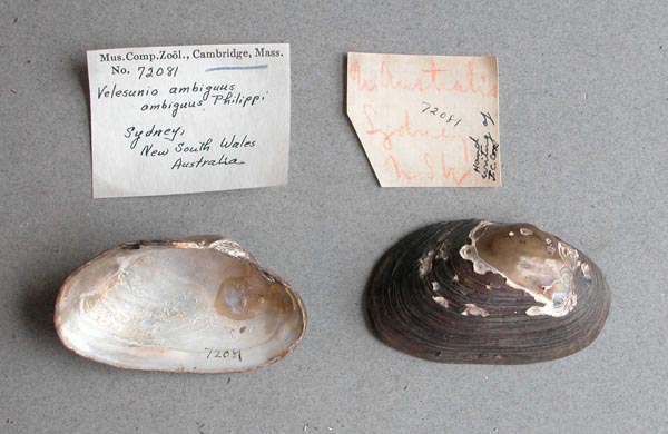 specimen