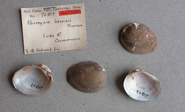 specimen