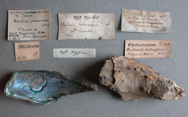 specimen