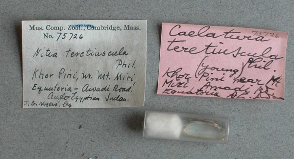 specimen
